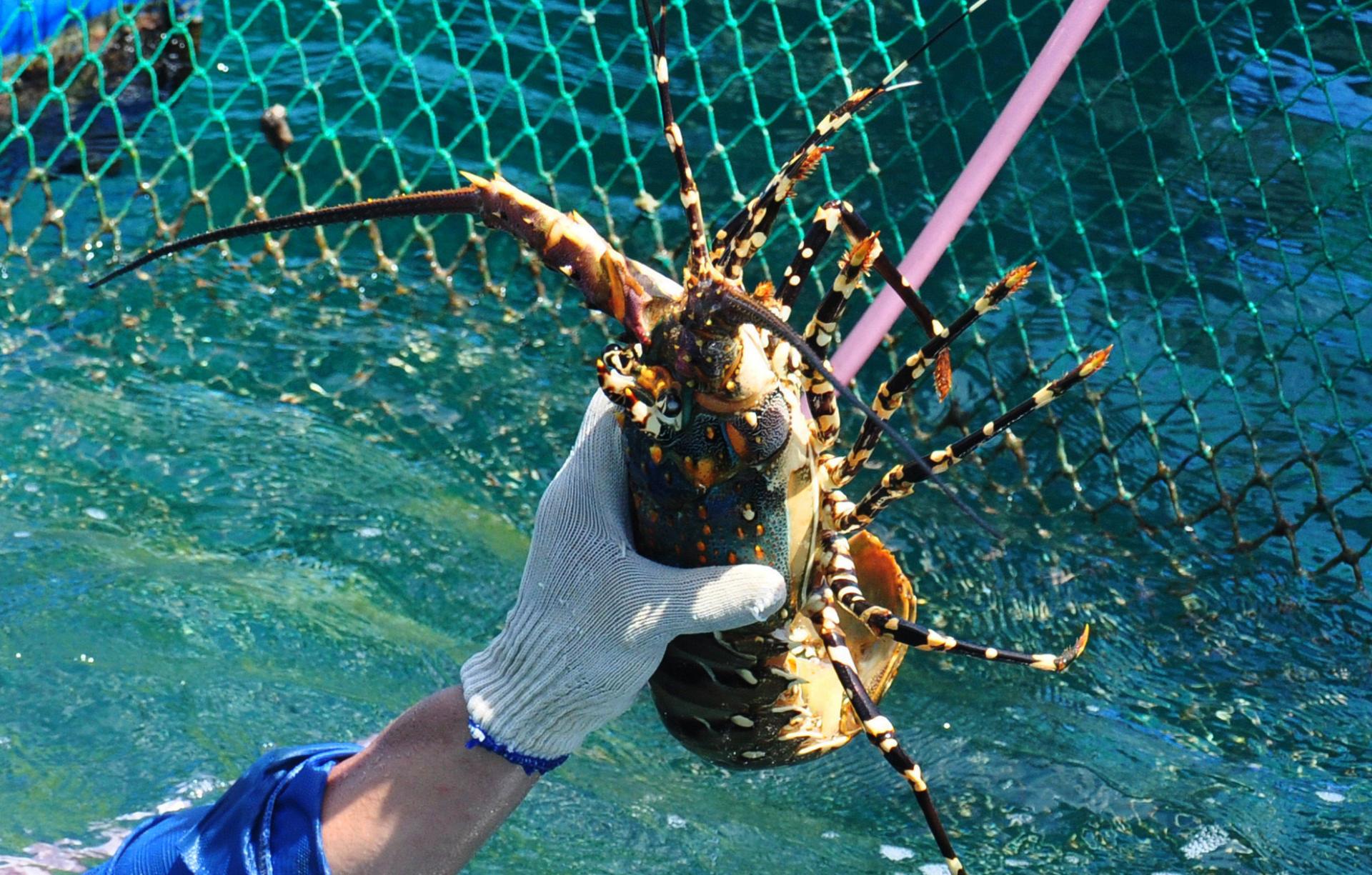 GI Phu Yen for panulirus ornatus lobster